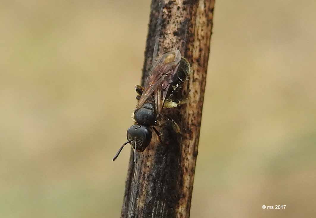 Apidae Halictinae: Halictus cfr. gemmeus e Lasioglossum (leucozonum e sp.) ♀